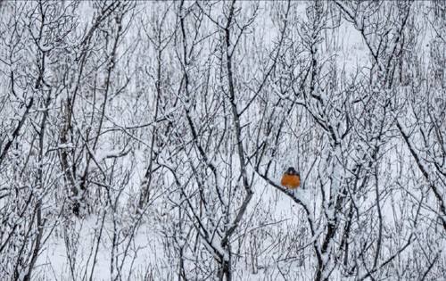 A robin is sitting on the snowy branch of an otherwise bare bush.