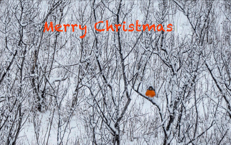 Bushes with no leaves, covered in snow; a robin sits on one of the branches. Included are the words, ''Merry Christmas.'' 